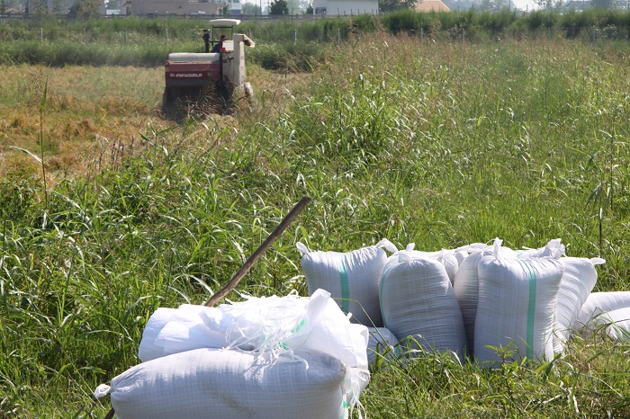 برداشت برنج از مزارع شالیکاری شرکت سفیدرود