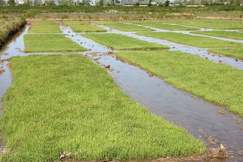 عملیات خزانه گیری برنج و ایجاد بانک نشاء در اراضی شالیکاری شرکت سهامی کشاورزی و دامپروری سفیدرود