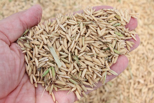 برداشت خوشه های زرین برنج از اراضی شالیکاری شرکت سهامی کشاورزی و دامپروری سفیدرود
