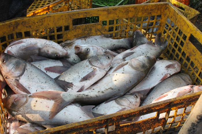 مجتمع پرورش ماهی