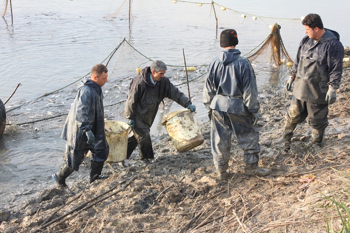 صید ماهیان گرمابی در مجتمع تکثیر و پرورش ماهیان گرمابی شرکت سفیدرود آغاز شد .