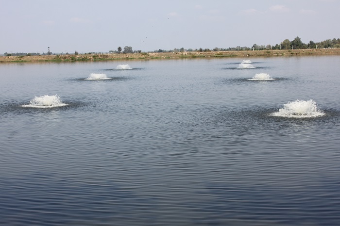 صید ماهیان گرمابی در مجتمع تکثیر و پرورش ماهیان گرمابی شرکت سفیدرود آغاز شد .