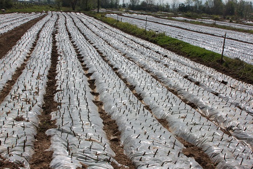برداشت و توزیع نهال توت اصلاح شده از نهالستان های مزرعه پرند شرکت سفیدرود