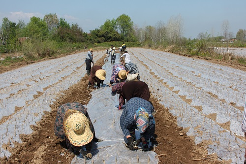 کاشت قلمه توت اصلاح شده در مزرعه پرند شرکت سهامی کشاورزی و دامپروری سفیدرود