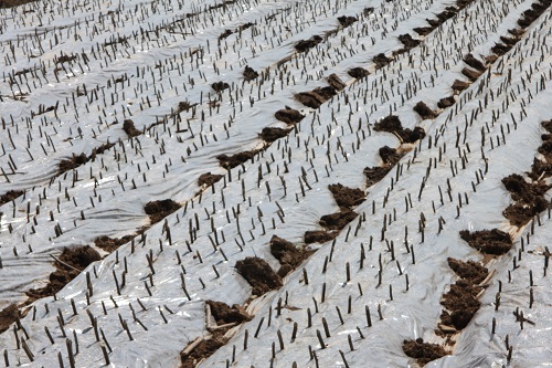 کاشت قلمه توت اصلاح شده در مزرعه پرند شرکت سهامی کشاورزی و دامپروری سفیدرود