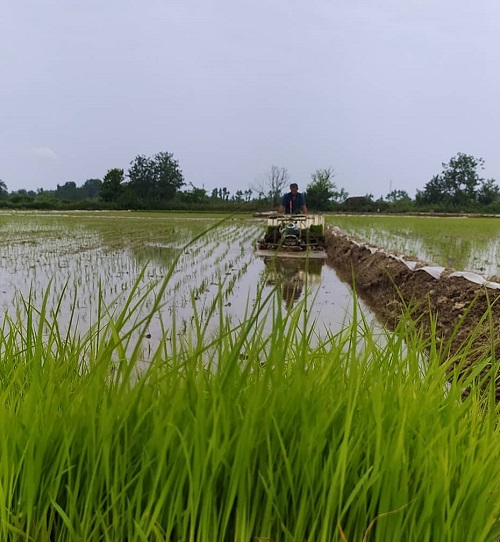 شرکت سفیدرود همگام و همسو با سیاست های کلان دولت و وزارت جهاد کشاورزی به منظور خودکفایی در تولید محصول استراتژیک برنج