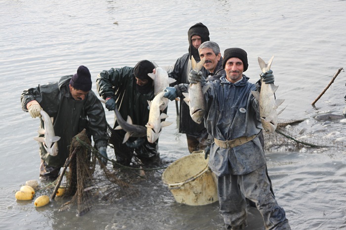 با فرارسیدن فصل سرما عملیات صید ماهی در مزارع پرورش ماهیان گرمابی شرکت سفیدرود آغاز شد.