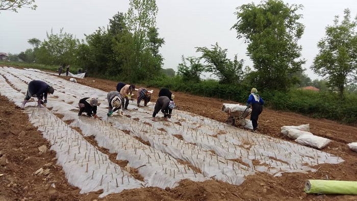 کاشت قلمه های اصلاح شده توت در مزرعه پرند شرکت سهامی کشاورزی و دامپروری سفیدرود به منظور تولید 400 هزار نهال توت جهت توزیع در سطح کشور