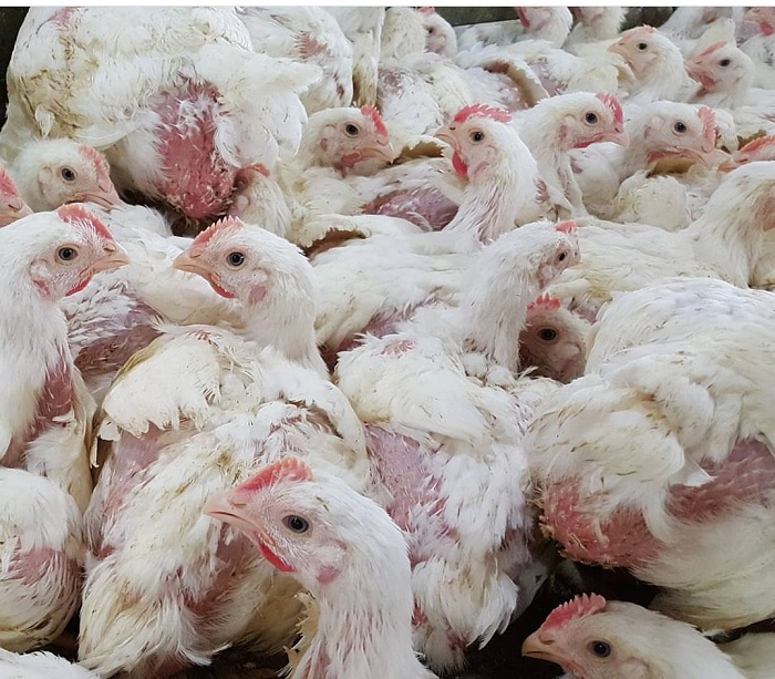مجتمع مرغ گوشتی