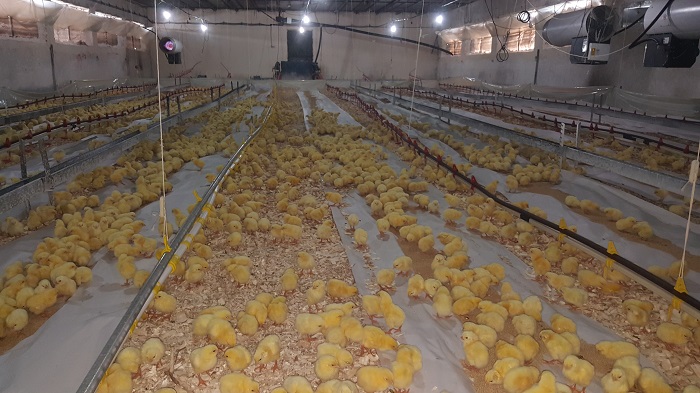 مجتمع مرغ گوشتی