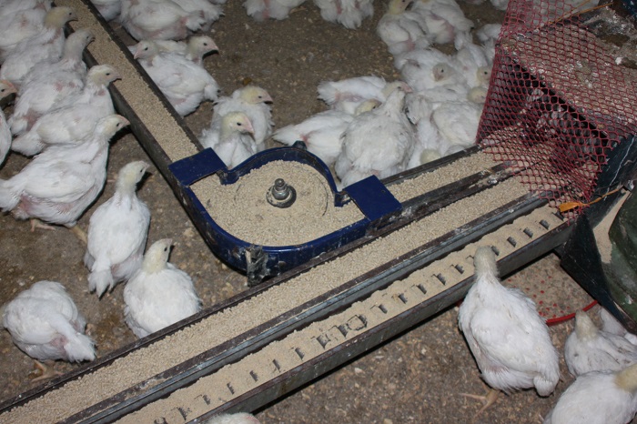 مجتمع مرغ گوشتی