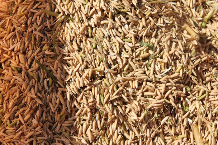 برداشت برنج از مزارع شالیکاری شرکت سفیدرود