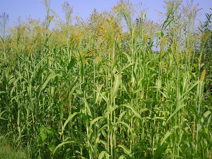 مجتمع کشاورزی 