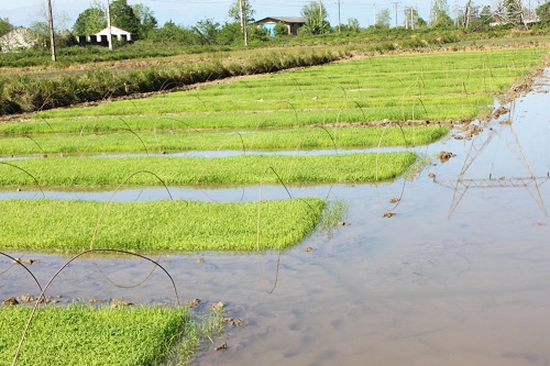 عملیات خزانه گیری برنج و ایجاد بانک نشاء در اراضی شالیکاری شرکت سهامی کشاورزی و دامپروری سفیدرود