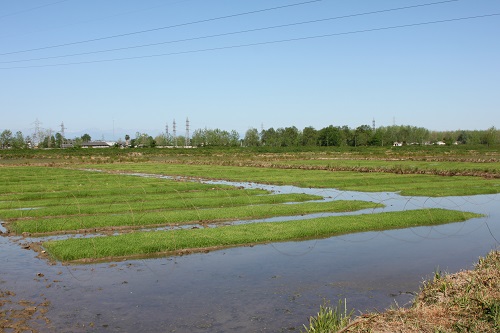 عملیات خزانه گیری برنج و ایجاد بانک نشاء در اراضی شالیکاری شرکت سهامی کشاورزی و دامپروری سفیدرود