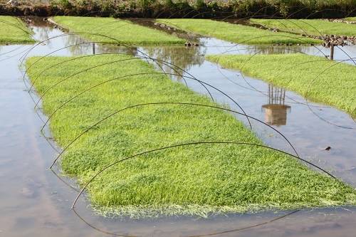 عملیات خزانه گیری برنج و ایجاد بانک نشاء در اراضی شالیکاری شرکت سهامی کشاورزی و دامپروری سفیدرود