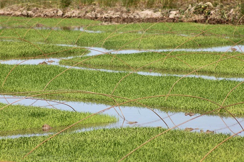 عملیات خزانه گیری برنج و ایجاد بانک نشاء در اراضی شالیکاری شرکت سهامی کشاورزی و دامپروری سفیدرود