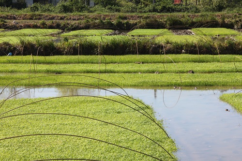 عملیات خزانه گیری برنج و ایجاد بانک نشاء در اراضی شالیکاری شرکت سهامی کشاورزی و دامپروری سفیدرود