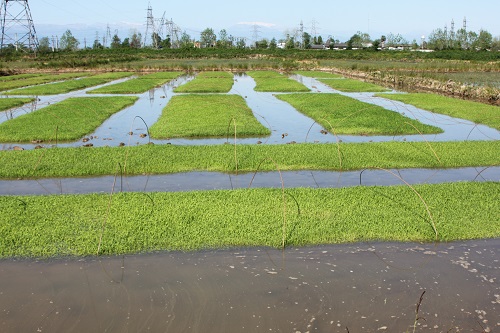 عملیات خزانه گیری برنج و ایجاد بانک نشاء در اراضی شالیکاری شرکت سهامی کشاورزی و دامپروری سفیدرود