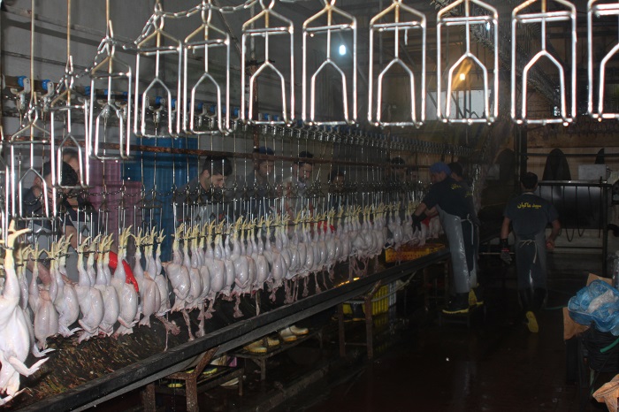 کشتارگاه صنعتی طیور