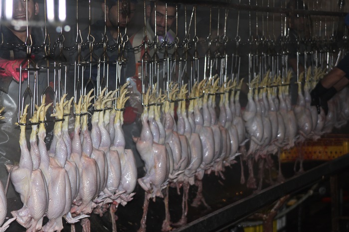 کشتارگاه صنعتی طیور