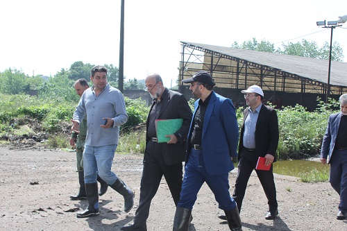 بازدید مدیر عامل و اعضای هیات مدیره از تداوم روند تولید و بررسی استفاده حداکثری از ظرفیت های موجود گاوداری شیری صنعتی شرکت سفیدرود